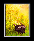 two turkeys wandering in a woods thumbnail